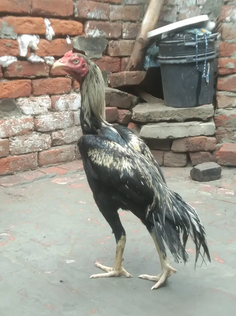 pure Pakistani patha choti hait me — photo 3