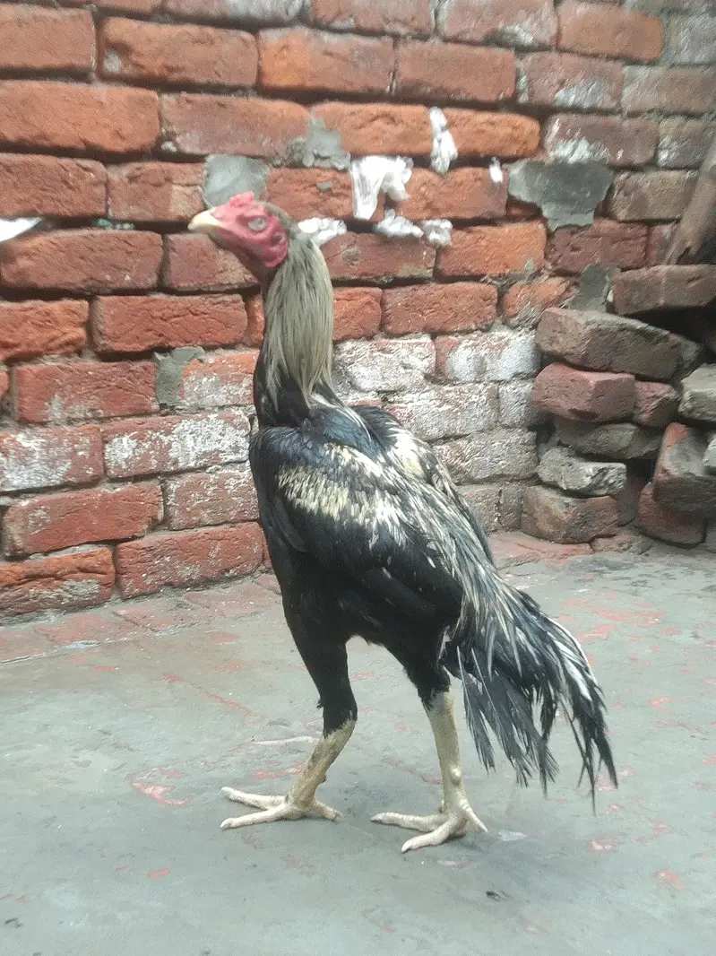 pure Pakistani patha choti hait me — photo 4