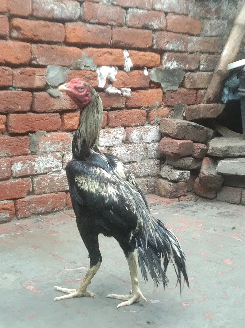 pure Pakistani patha choti hait me — photo 5