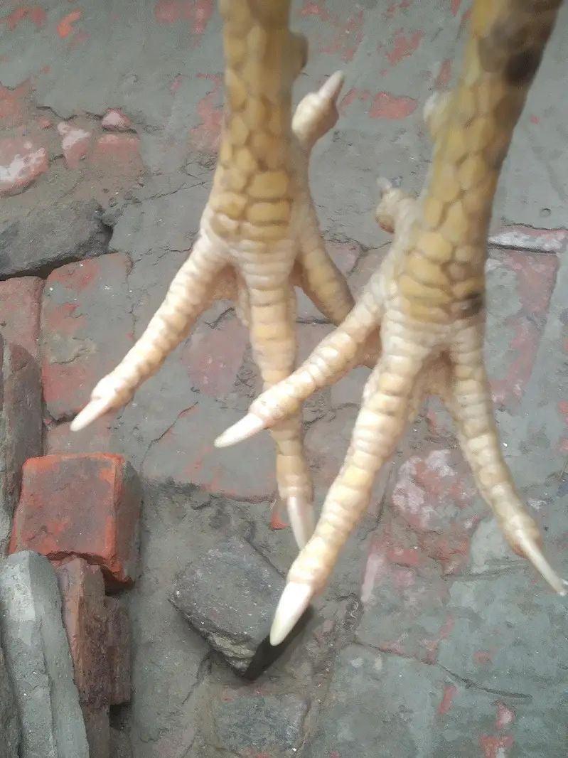 pure Pakistani patha choti hait me — photo 6