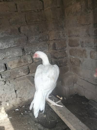 Paper white heera pathy pair