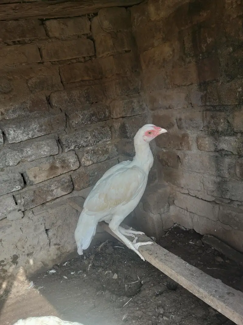 Paper white heera pathy pair — photo 2