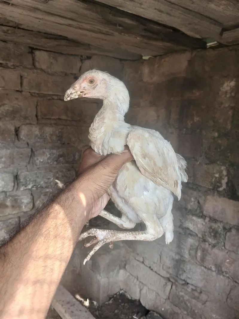 Paper white heera pathy pair — photo 4