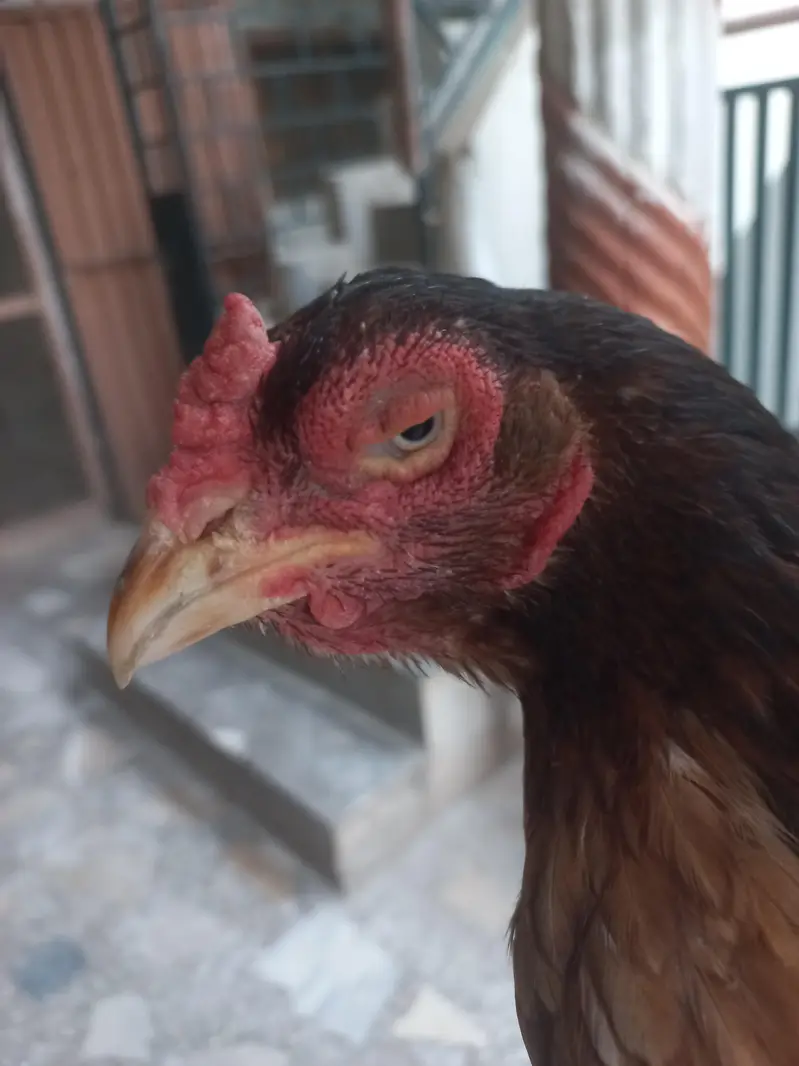 Top quality breeder madi — photo 2
