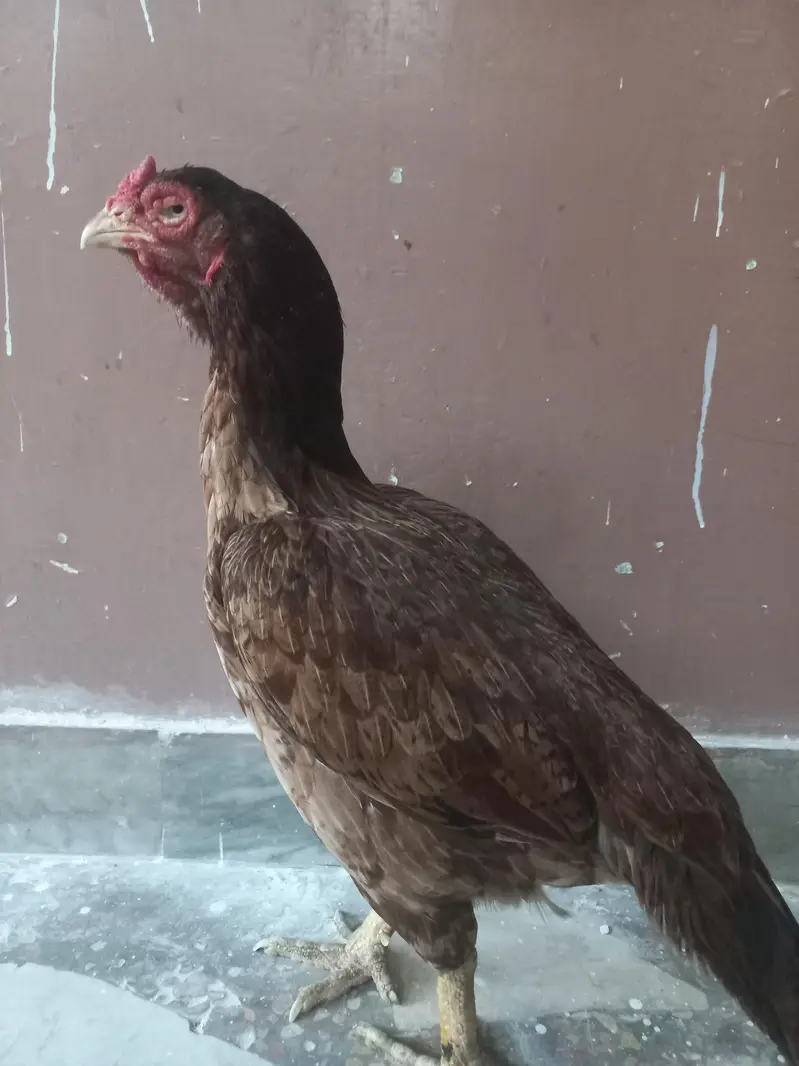 Top quality breeder madi — photo 3