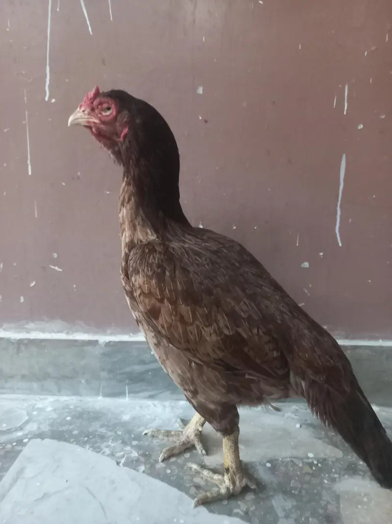 Top quality breeder madi — photo 4