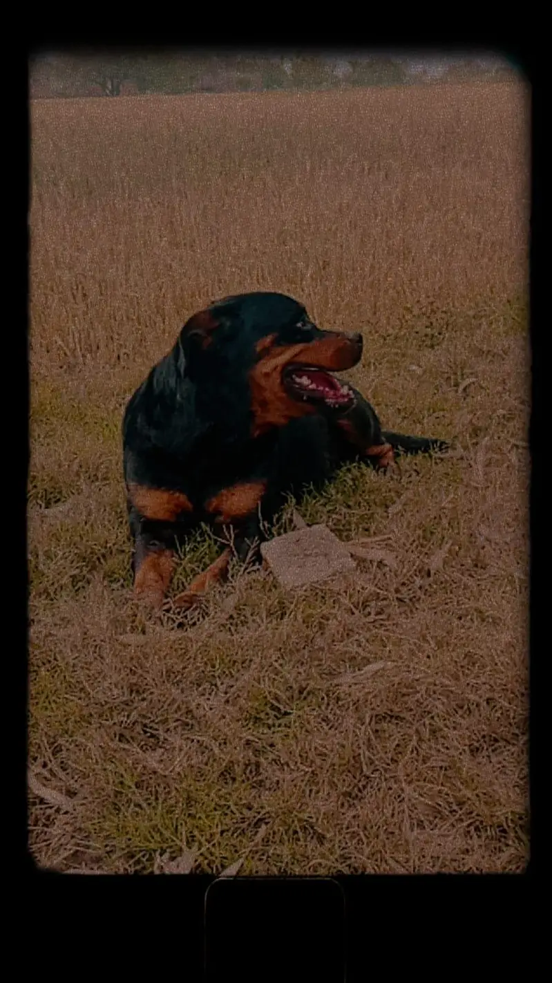 rottweiler female — photo 2