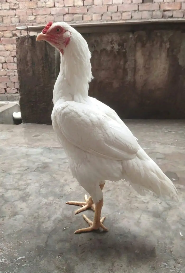 Highe quality Heera Aseel — photo 2