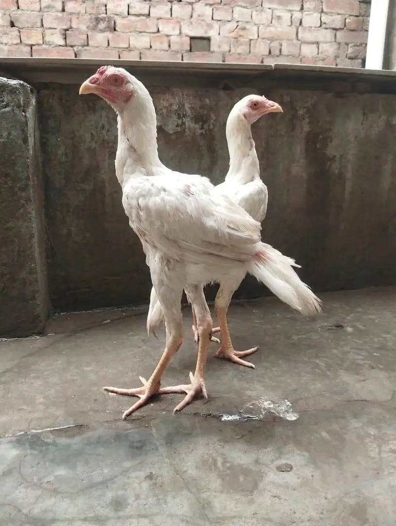 Highe quality Heera Aseel — photo 3