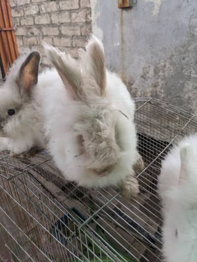 English angora Male for sale