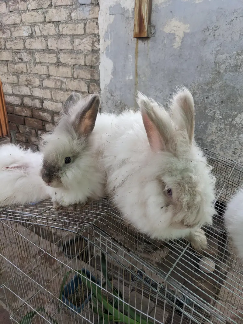 English angora Male for sale — photo 2