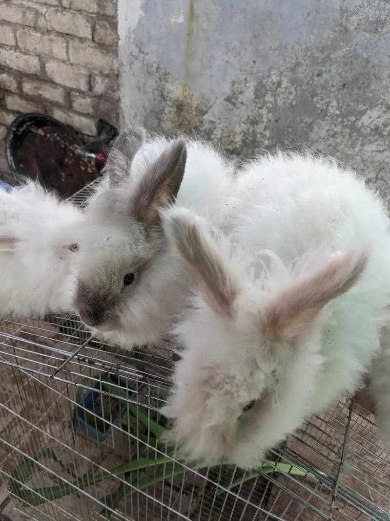 English angora Male for sale — photo 3