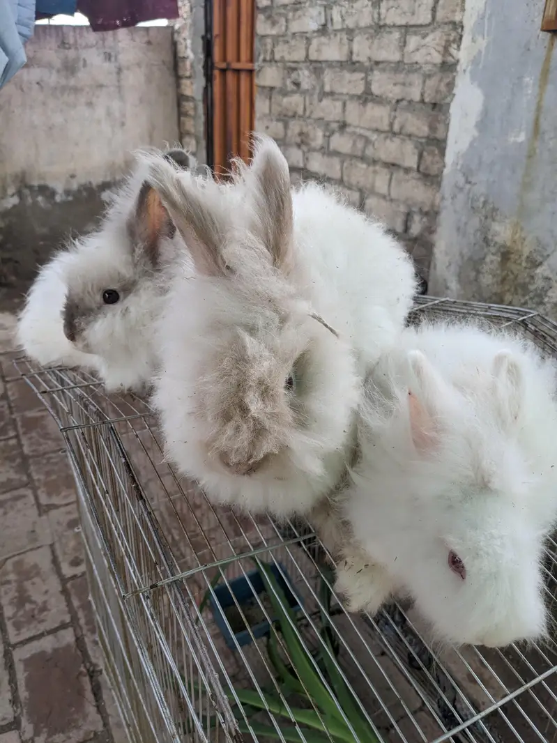 English angora Male for sale — photo 4