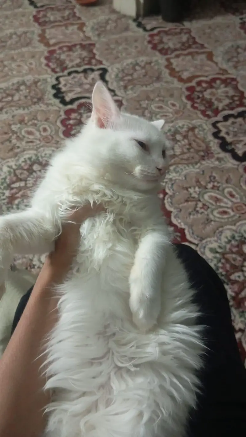Persian male kitten for sale — photo 2