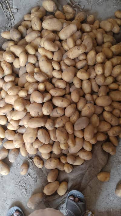 we Deal in all varieties of potatoes