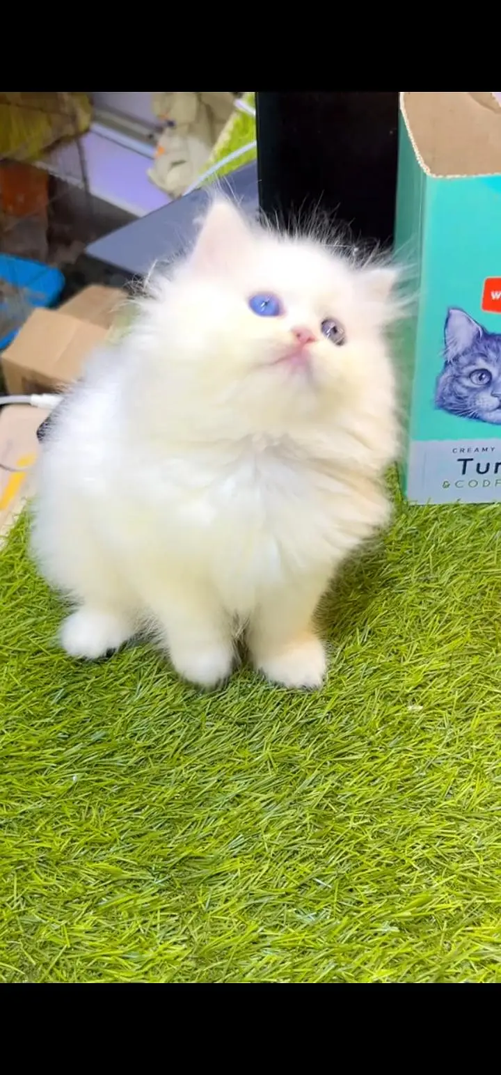 Quality Persian Punch face cat & kittens 03495425573 WhatsApp — photo 2