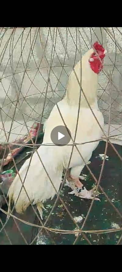 Heera breeder male available dhop ki Waja Sy yallow ho gya ha