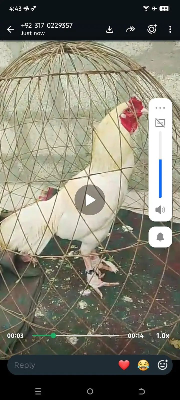 Heera breeder male available dhop ki Waja Sy yallow ho gya ha — photo 2
