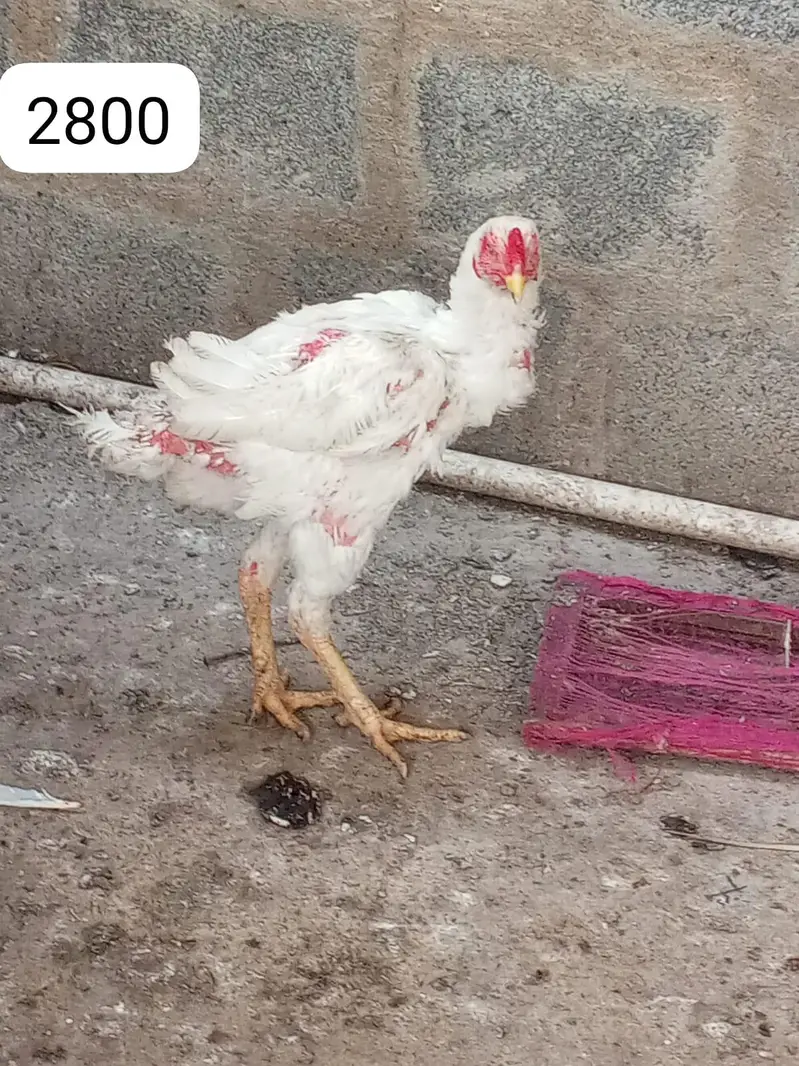 serious bandai rabtai karlai . time ziaya na karlai . . . — photo 2