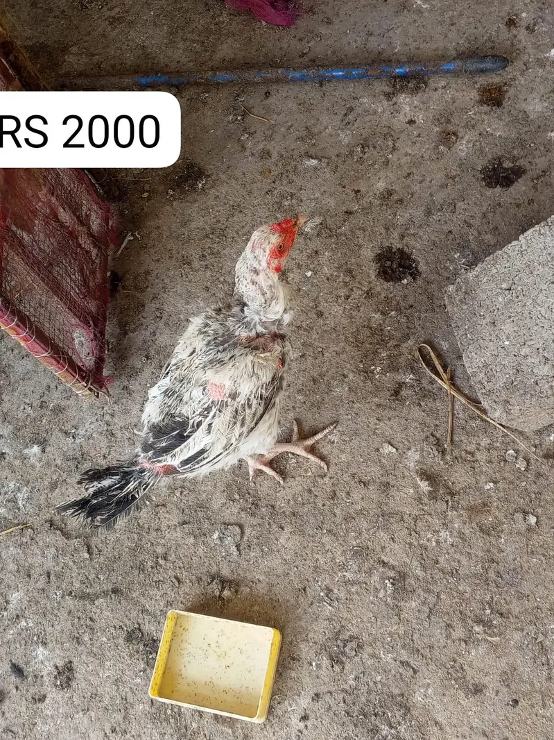 serious bandai rabtai karlai . time ziaya na karlai . . . — photo 5