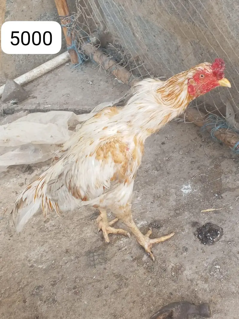serious bandai rabtai karlai . time ziaya na karlai . . . — photo 6