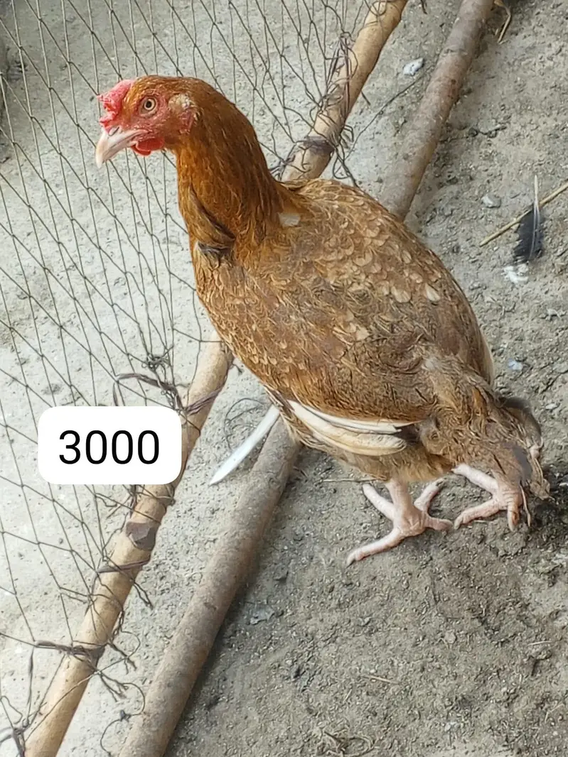 serious bandai rabtai karlai . time ziaya na karlai . . . — photo 8