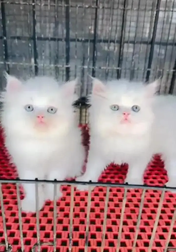 (Persian female kitten) (for sale all) (Pakistan delivery available) — photo 2