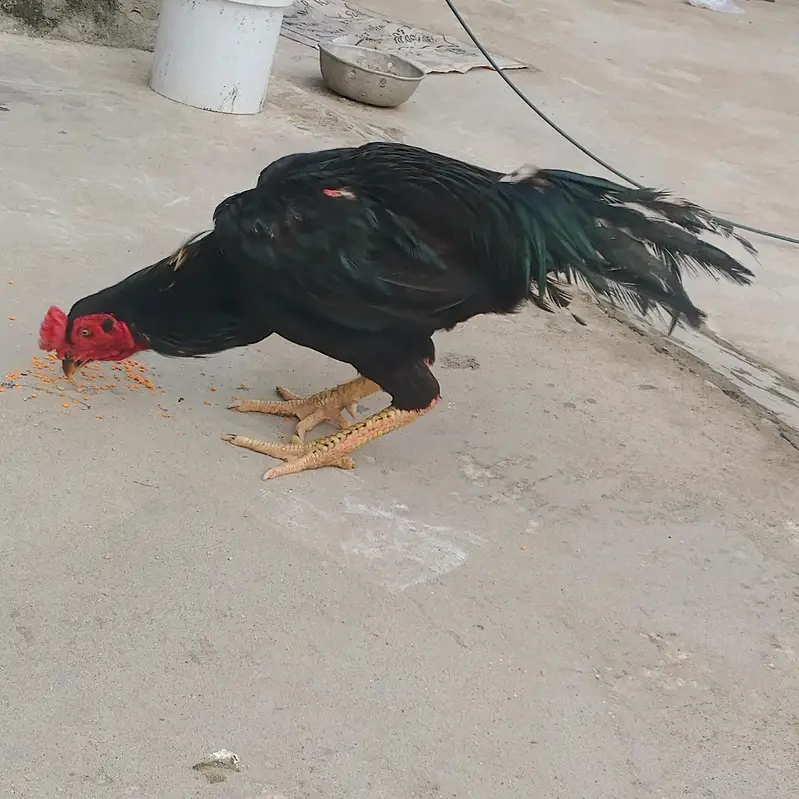 attock city aseel pomoz — photo 2