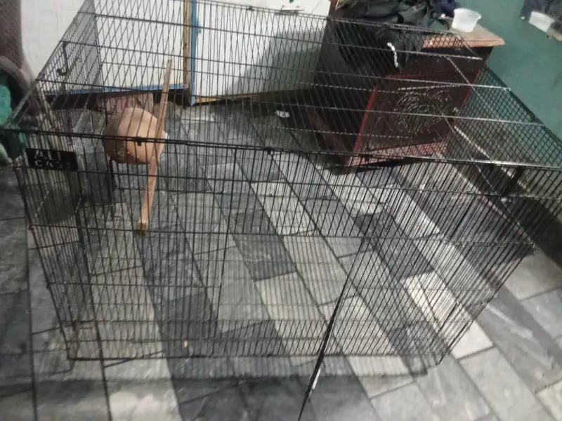 Pinjra For sale contact +923288839481 — photo 2