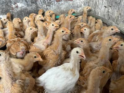 Hen / Chicks / Eggs / Golden / Australorp/ Phati / Choza