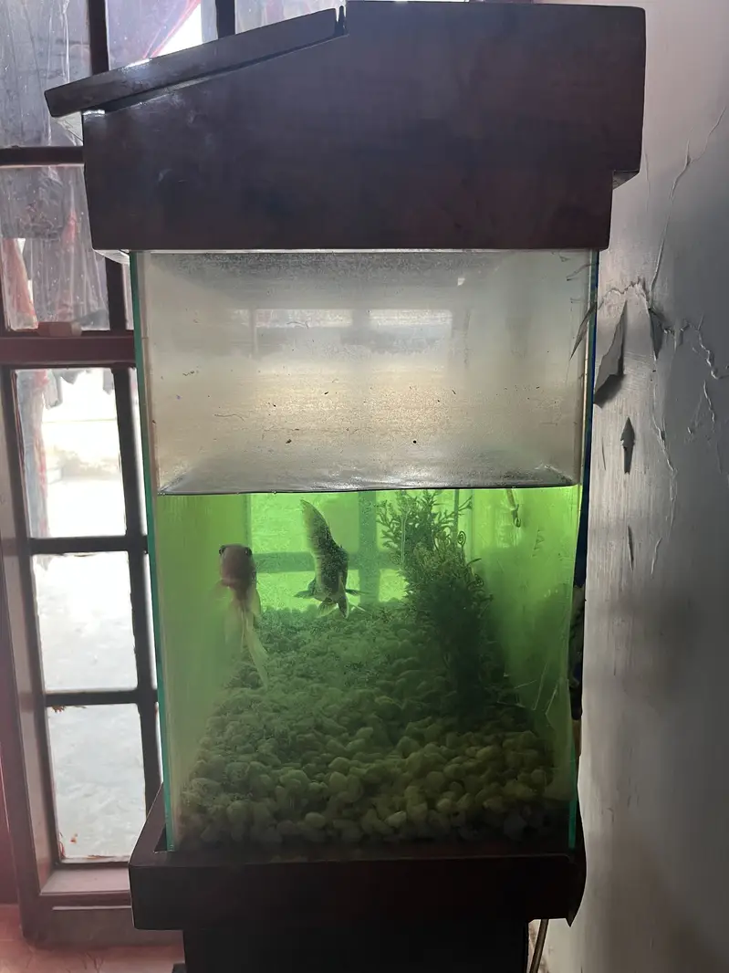 Fish Aquarium for Sale — photo 4