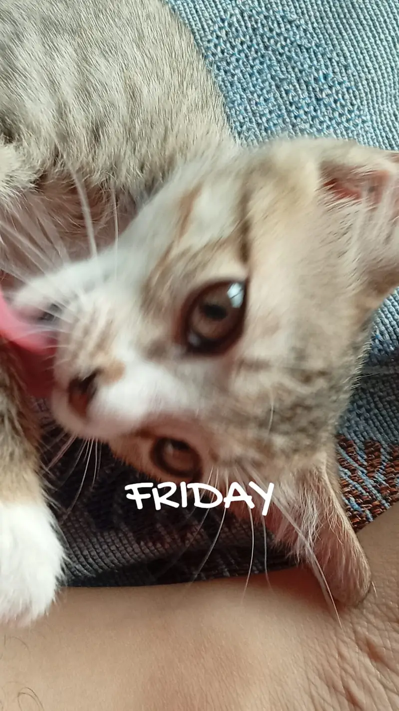 cute,active,playful cat — photo 2