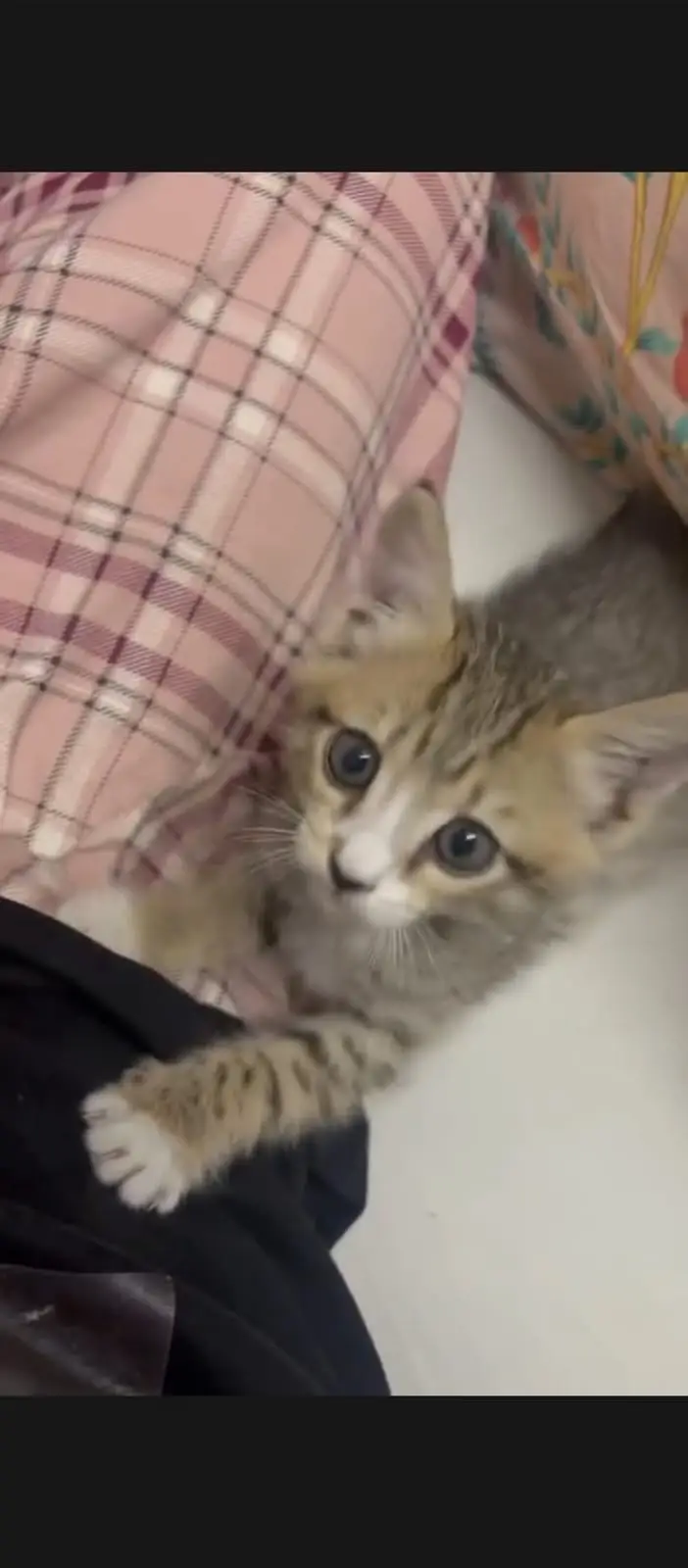 cute,active,playful cat — photo 3