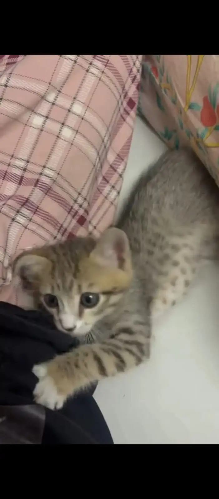 cute,active,playful cat — photo 4