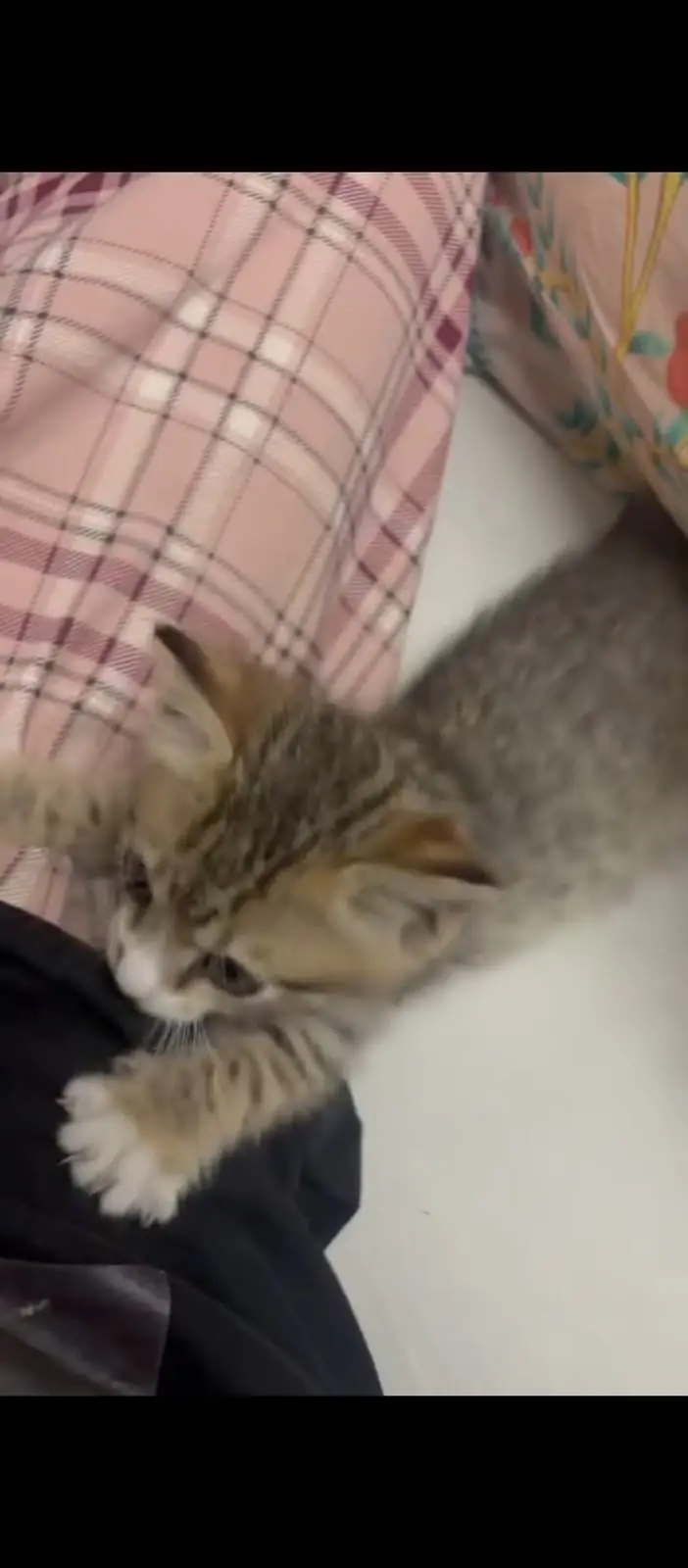 cute,active,playful cat — photo 5