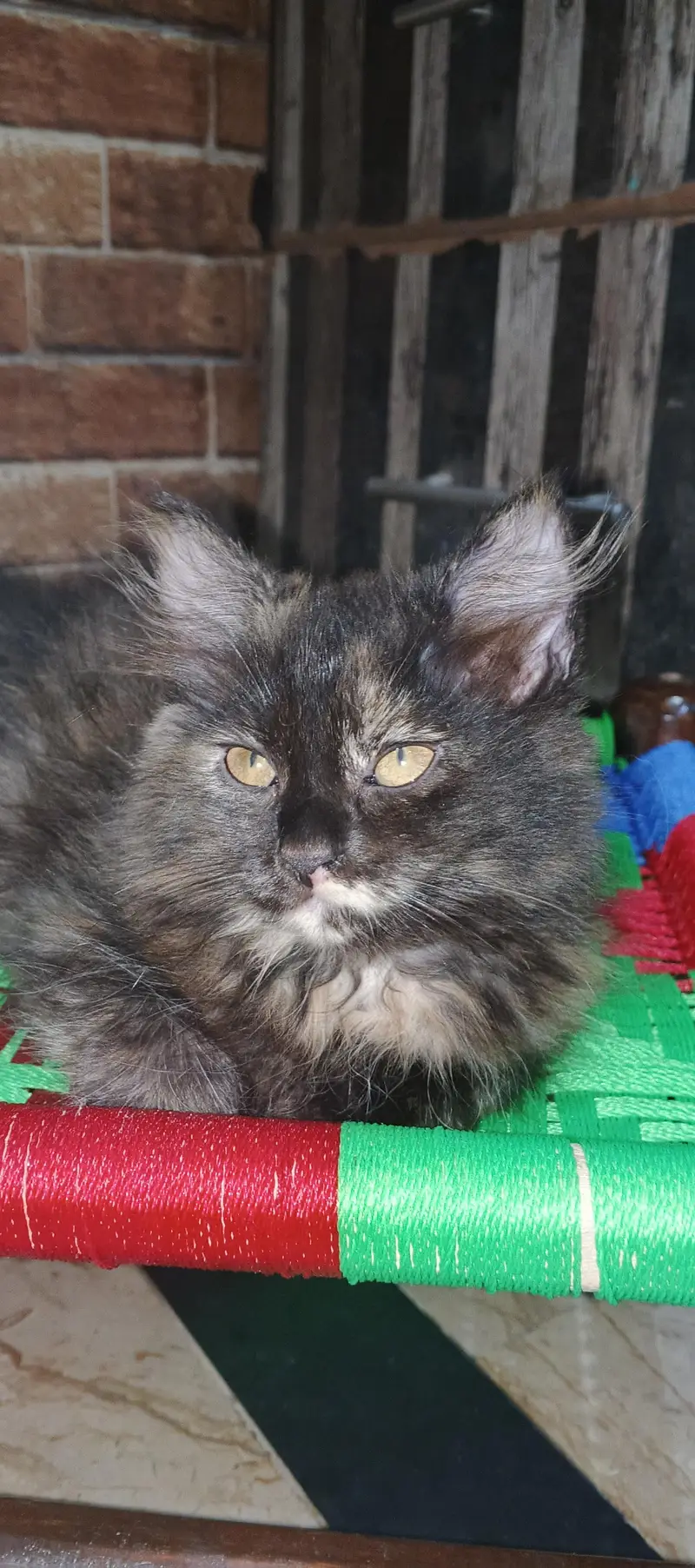 pretty cat — photo 2