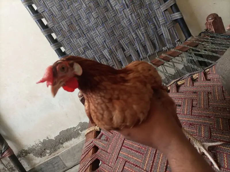 Desi jori — photo 5