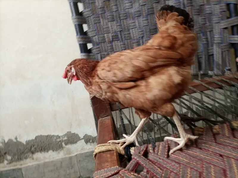 Desi jori — photo 6