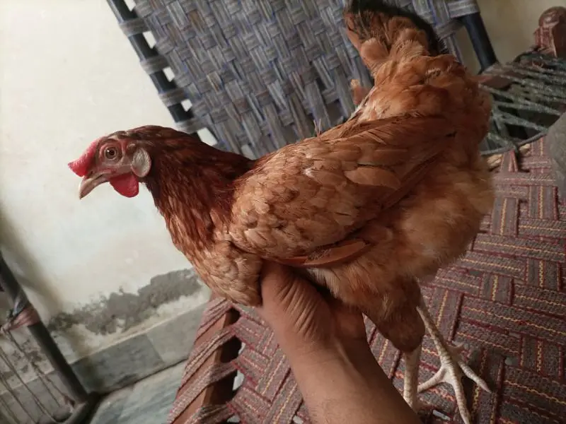 Desi jori — photo 7