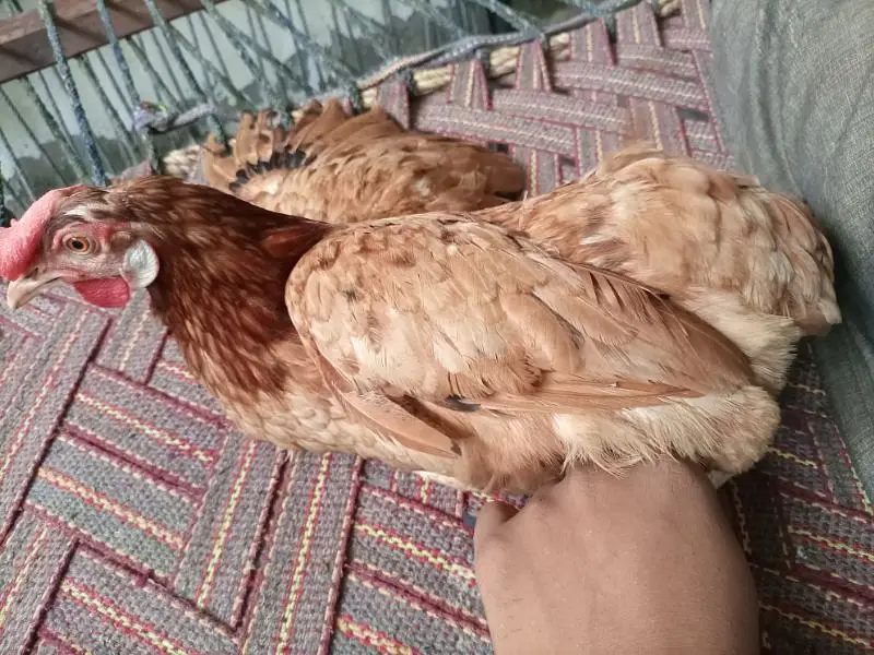 Desi jori — photo 8