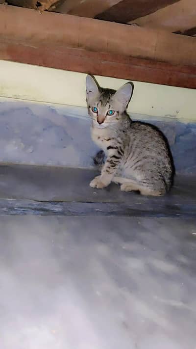 Persian Cat Male and Female pairs