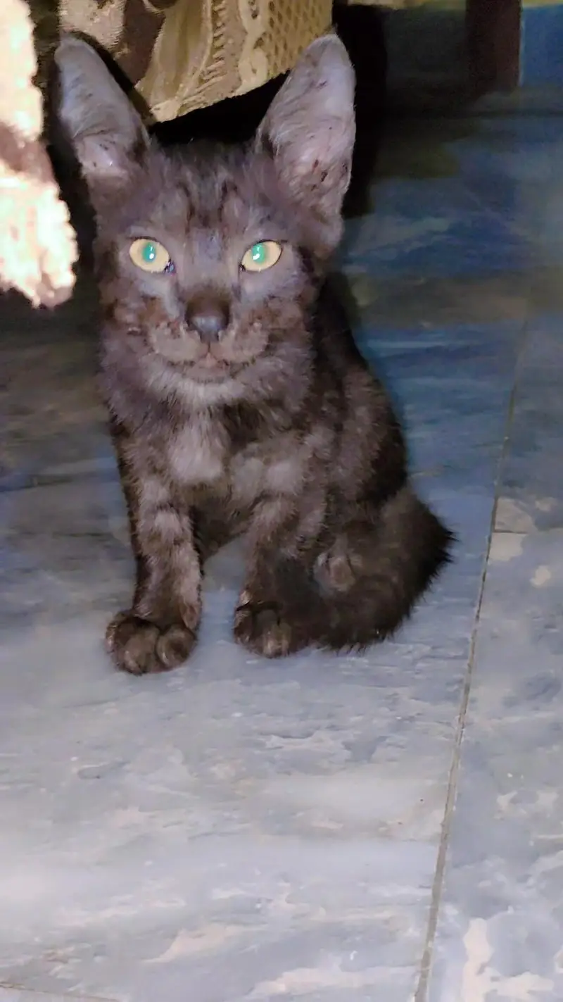 Persian Cat Male and Female pairs — photo 3