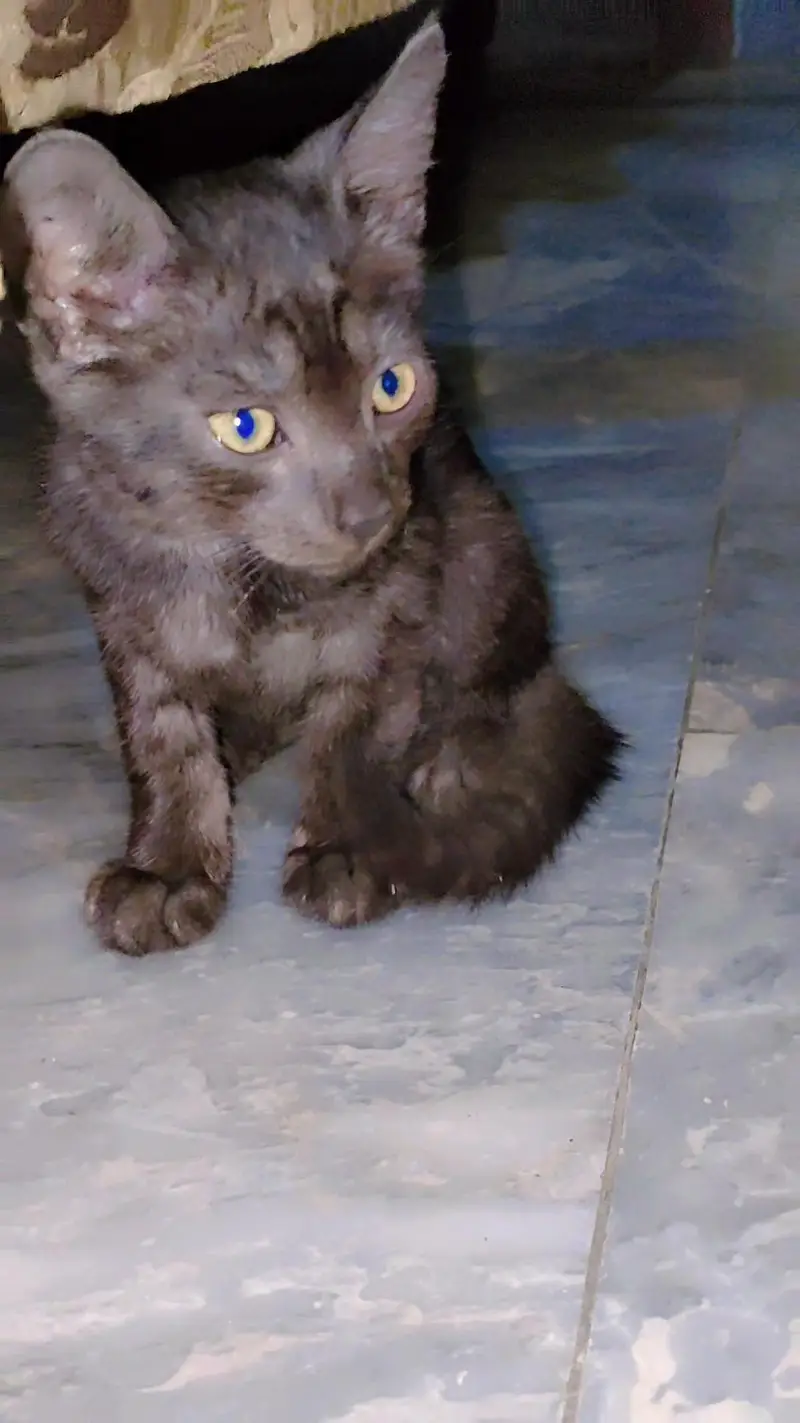 Persian Cat Male and Female pairs — photo 4