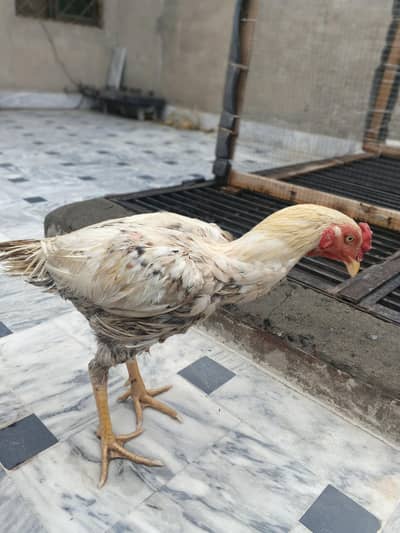 Aseel Hens and cage