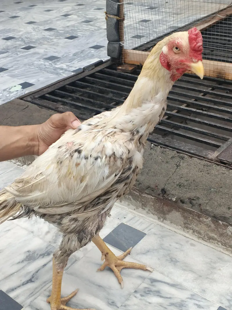 Aseel Hens and cage — photo 2