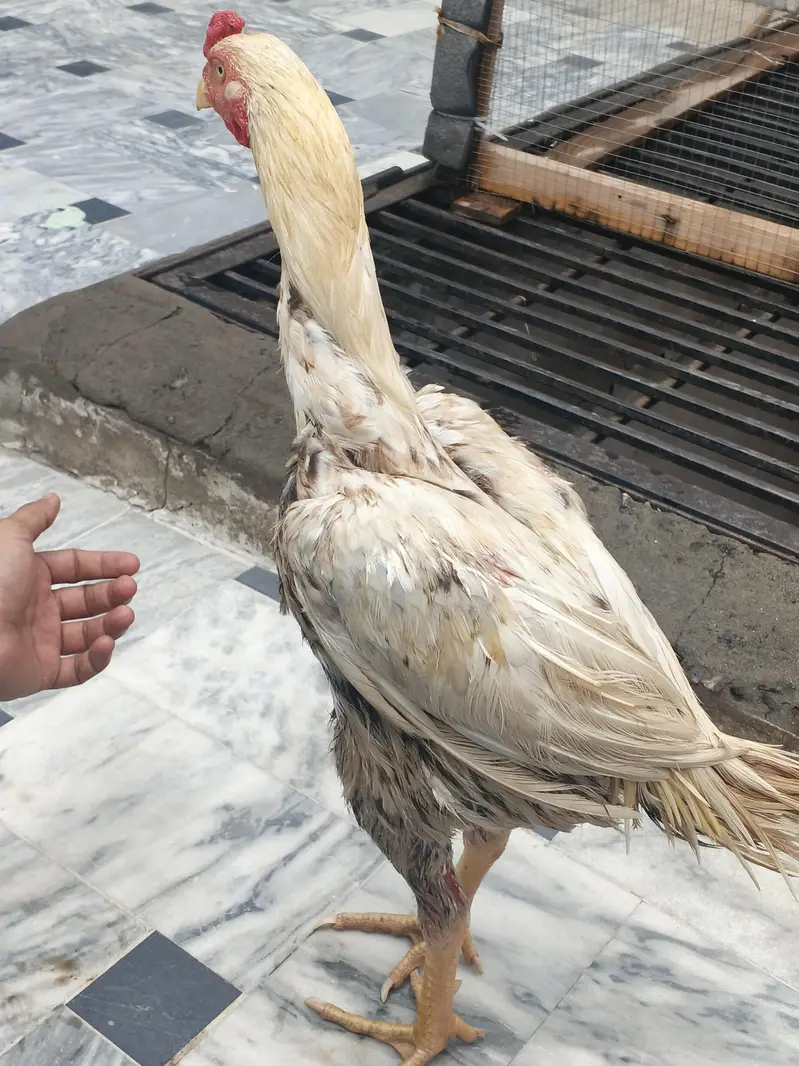 Aseel Hens and cage — photo 3
