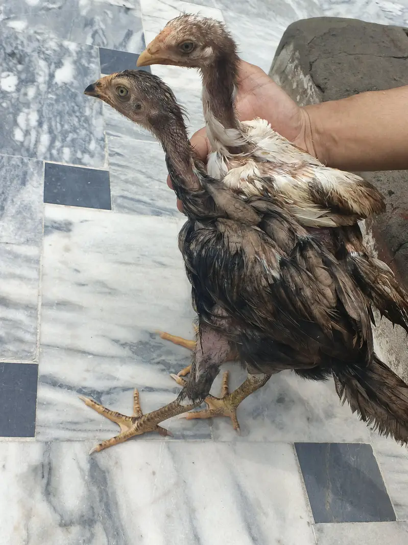 Aseel Hens and cage — photo 4