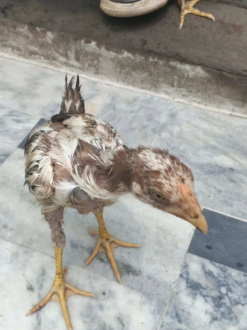 Aseel Hens and cage — photo 7