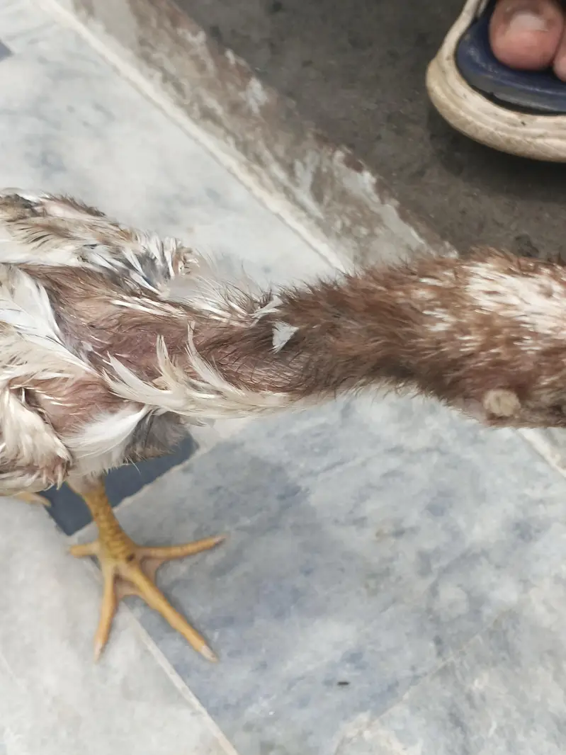 Aseel Hens and cage — photo 8