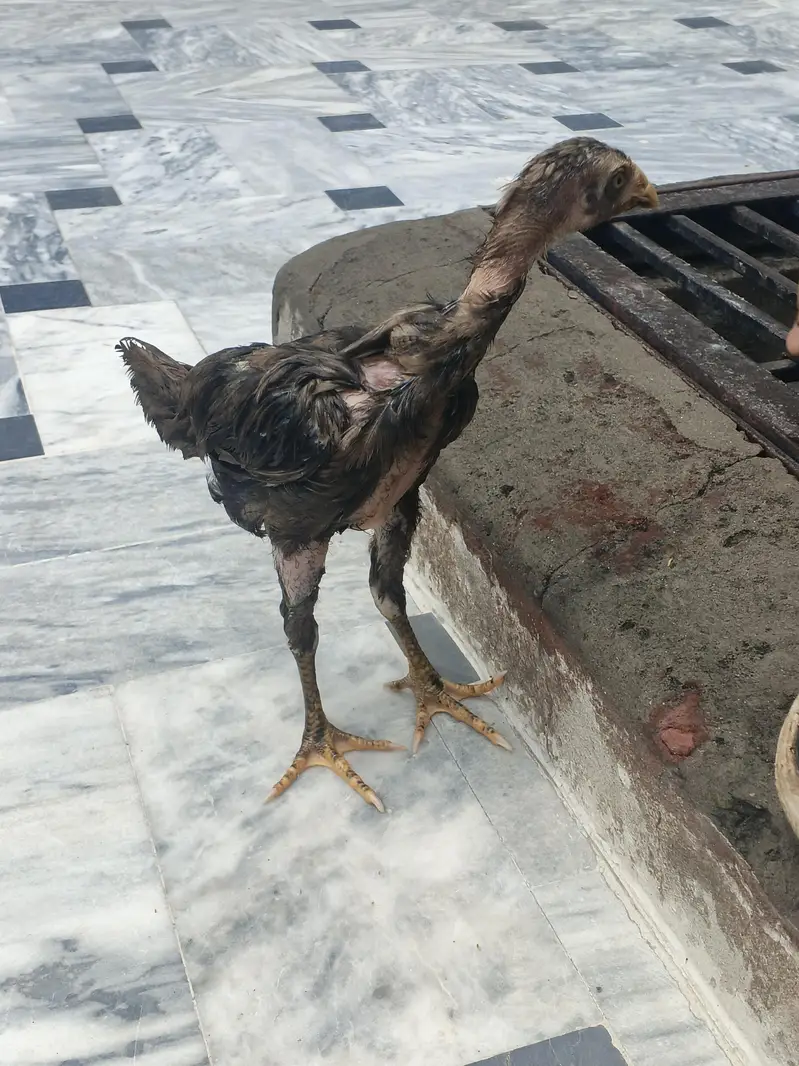 Aseel Hens and cage — photo 9